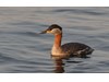 Photo of Podiceps grisegena